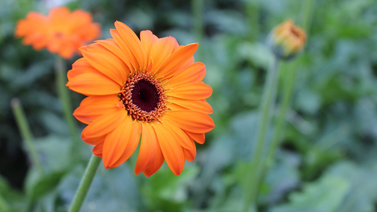 Treat yourself or the ones you love to some beautiful Ontario-grown flowers this month! <a href="/PickOntario/">pickOntario</a> #SupportLocal #Flowers