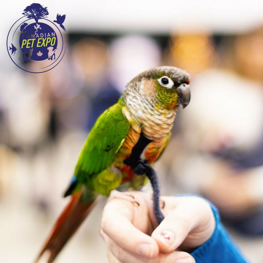 We love a bird that knows how to pose🪶🪶

Captured out one of our previous pet expos 🎊 #tbt

We're excited to see all the moments that get captured at this springs expo! 
.
.
.
#canadianpetexpo #cpe #tbt #bird #birdy #birdie #birdsofinsta #birdsofinstagram #birdylove #birdlov…