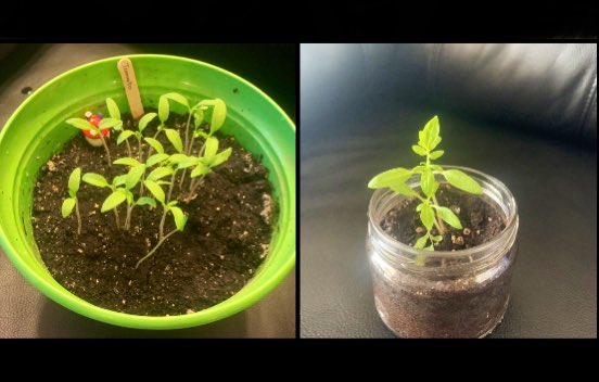 Food Fighters tweet media