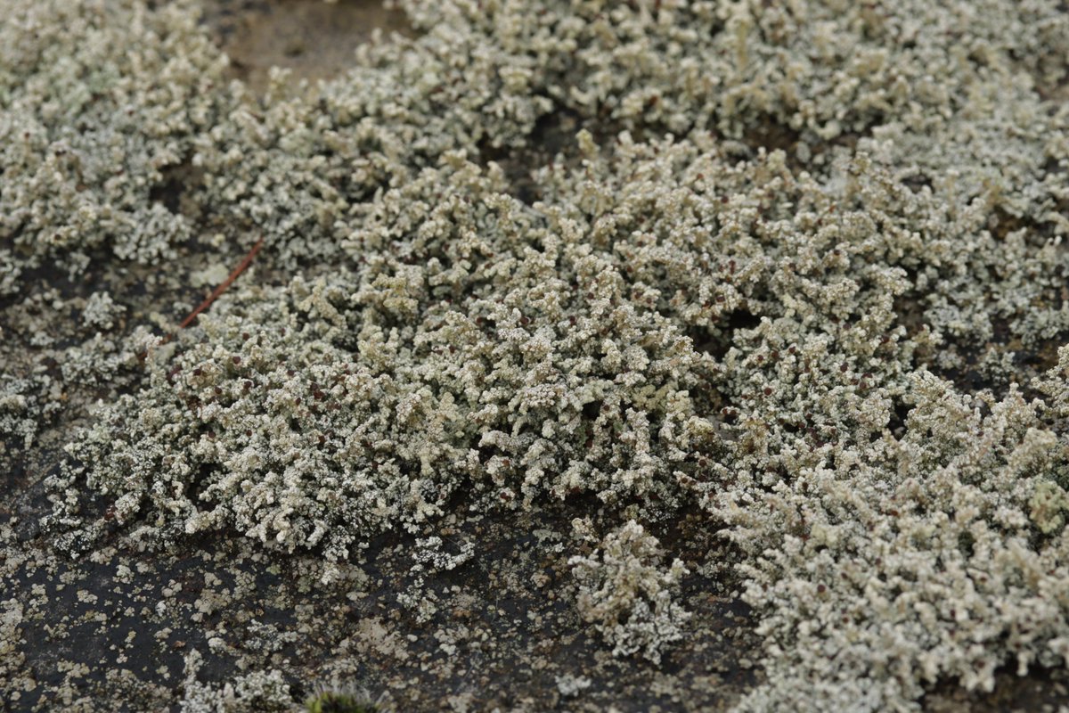 RPilze's tweet photo. Stereocaulon sp.
#Stereocaulon #snowlichen #Flechte #lichen #natur #nature https://t.co/EHuwQPlNkt
