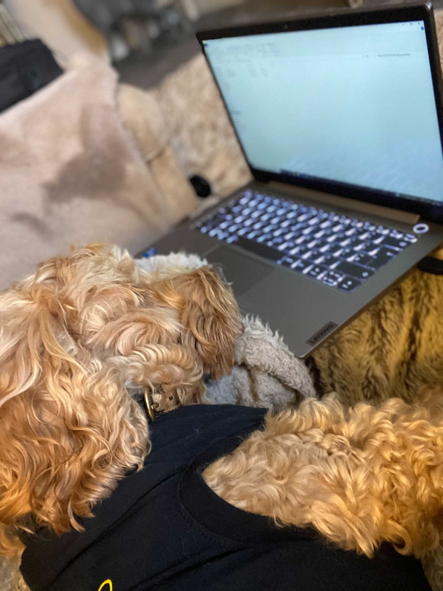 Ebuyer's tweet photo. When you have a ruff day in the office... 🐶 

Thank you to Darcy on Instagram for submitting this wonderful picture in. 

We want to see more! 

Submit them below and we will pick the best ones next week! 👇 

#PetsWithTech 🐹🐇🐍🐶 https://t.co/CbMWYeHfY4