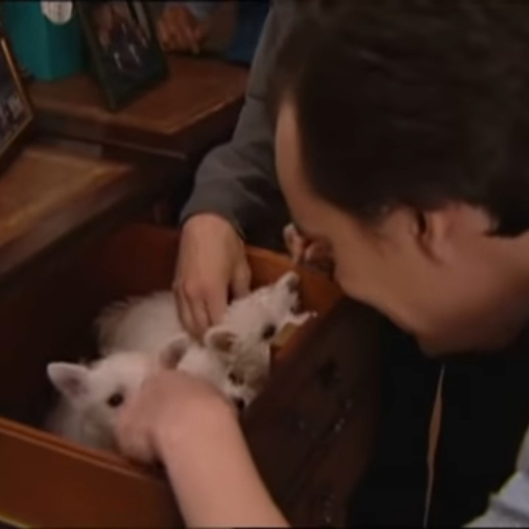 giantgraystacks's tweet photo. #Everton at the moment reminds me of that Big Train sketch where the manager distracts the angry workers with puppies.

I like puppies though so it's fine. https://t.co/D6N1yRRlCk