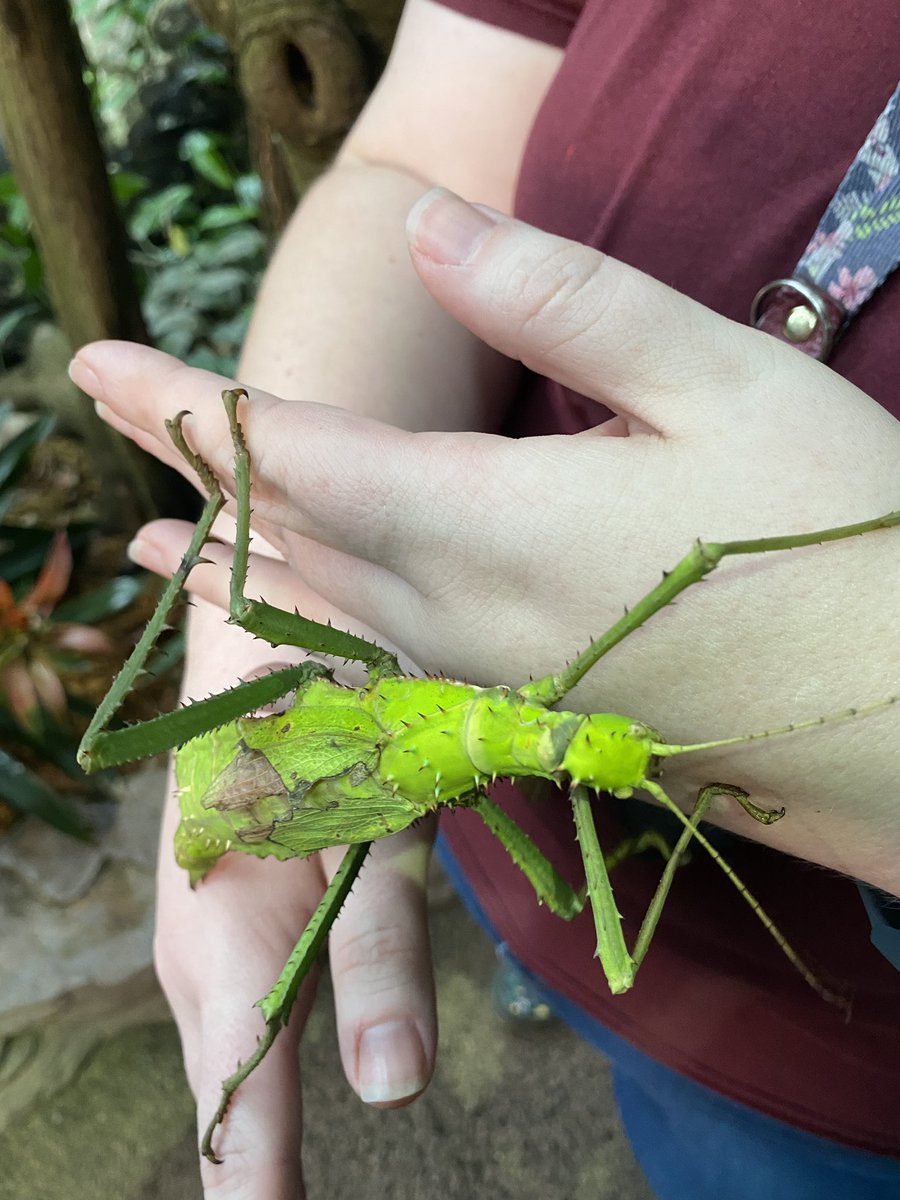 Ms. Walking Stick, sticking around in the <a href="/CockrellHMNS/">Cockrell Butterfly Center at HMNS</a> this morning.