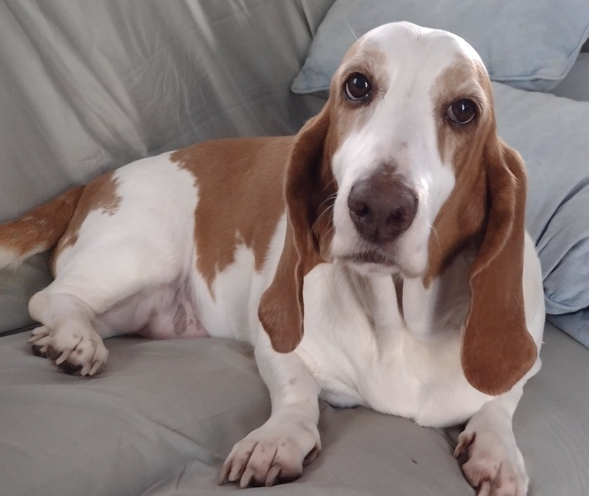 IamBuddyBasset's tweet photo. Be strong enough to stand alone, smart enough to know when you need help, and brave enough to ask for it.  Have a great day everyone! #ThursdayThoughts #DogsofTwittter #dogs   #bassethound https://t.co/IVoRDRHdAw