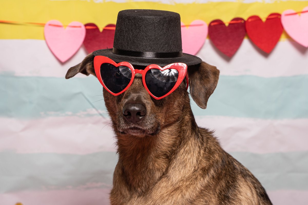 cbwmatthews's tweet photo. Don't fur-get next Wednesday, February 9th we will be taking Valentine's Day themed photos! The $15 added enrichment will include the photo in a frame📷, a peanut butter Picasso painting🎨, and a goody bag of homemade treats💖! https://t.co/wNuEysNZN0