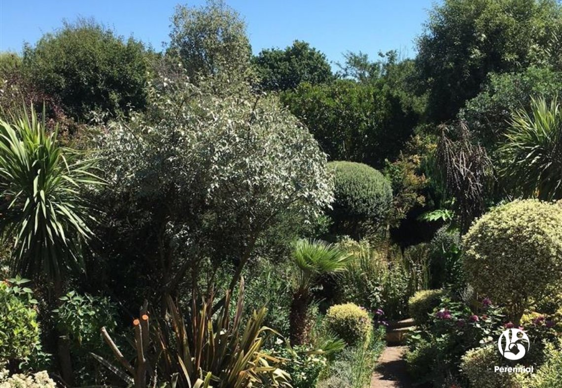 Perennial tweet media