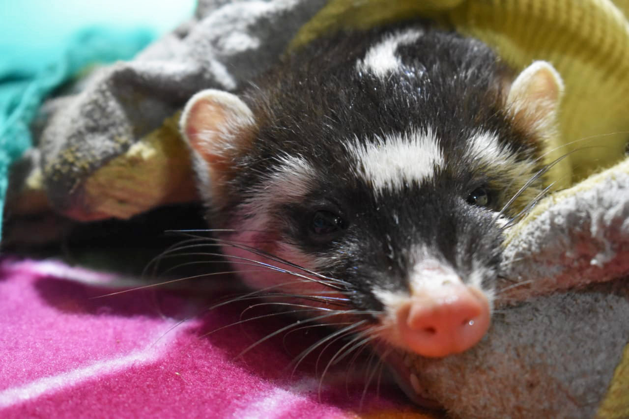 ifaw on Twitter "Back in 2019, this ferret badger was rescued from a household in Assam, India