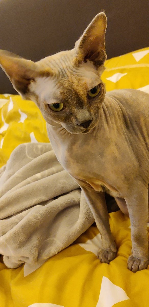 0xPxl's tweet photo. @Adi_X5F I do
My hairless rat https://t.co/TxzrHJbwS3