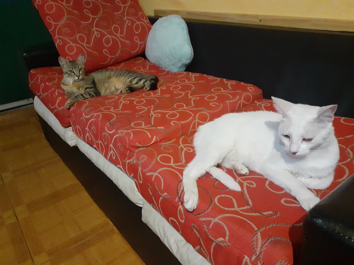 Juan Carlos Aranda tweet media