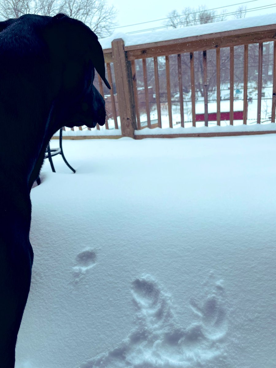 Happy snow day birthday to my #1 doggy dude ❄️ (those are his tongue marks 🤦🏻‍♀️)