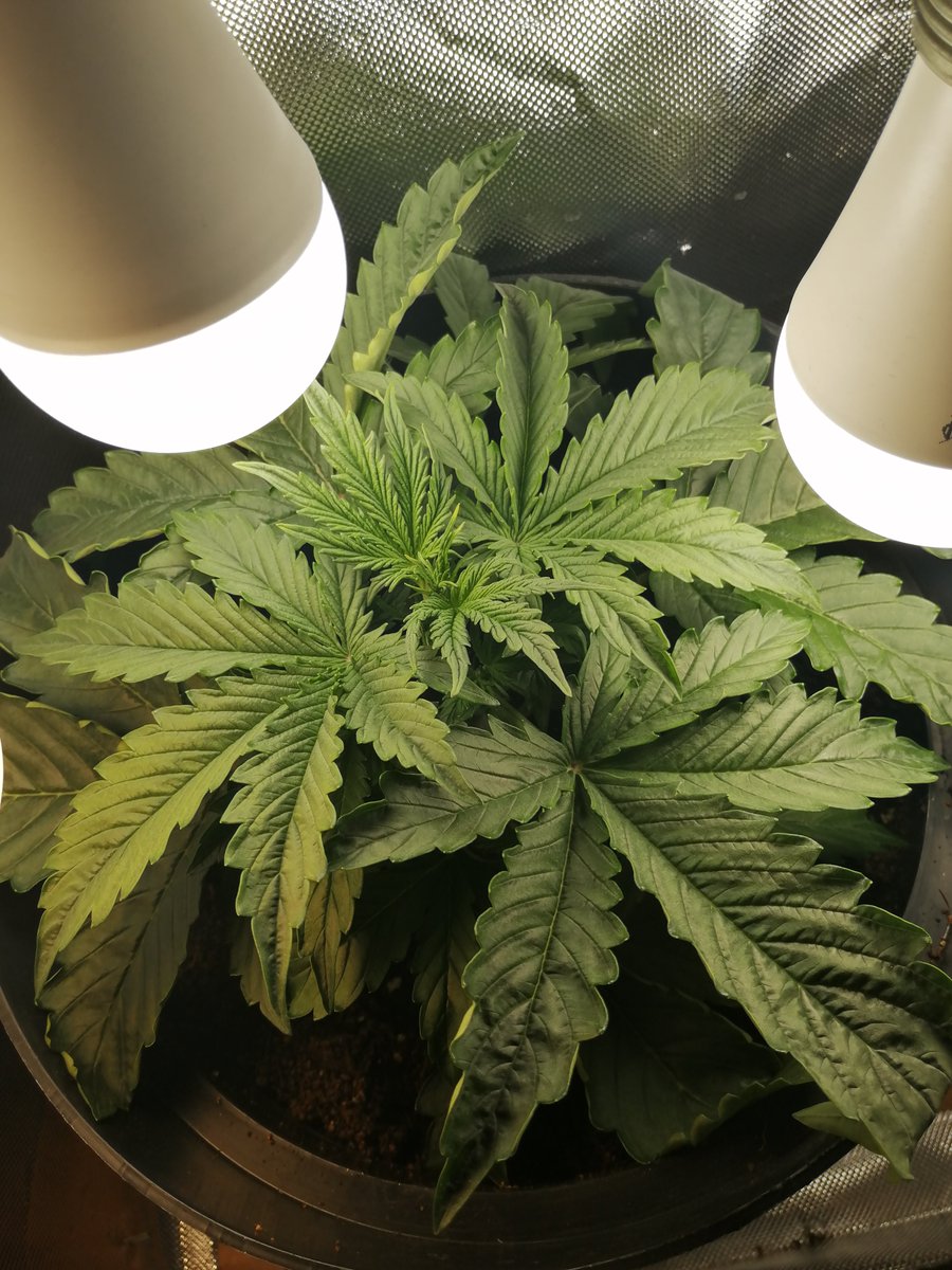 Slavic_Juice's tweet photo. My beauty 😍
#WeedLovers #weedsmokers #420 https://t.co/enyFrSo4KF