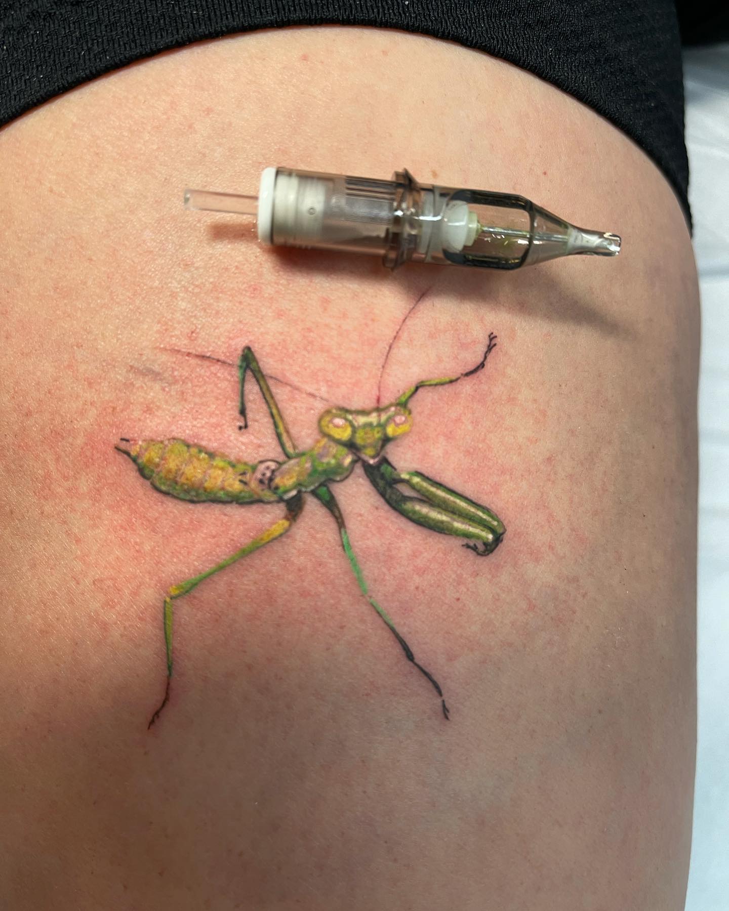 Buy Grasshopper Temporary Fake Tattoo Sticker set of 2 Online in India   Etsy