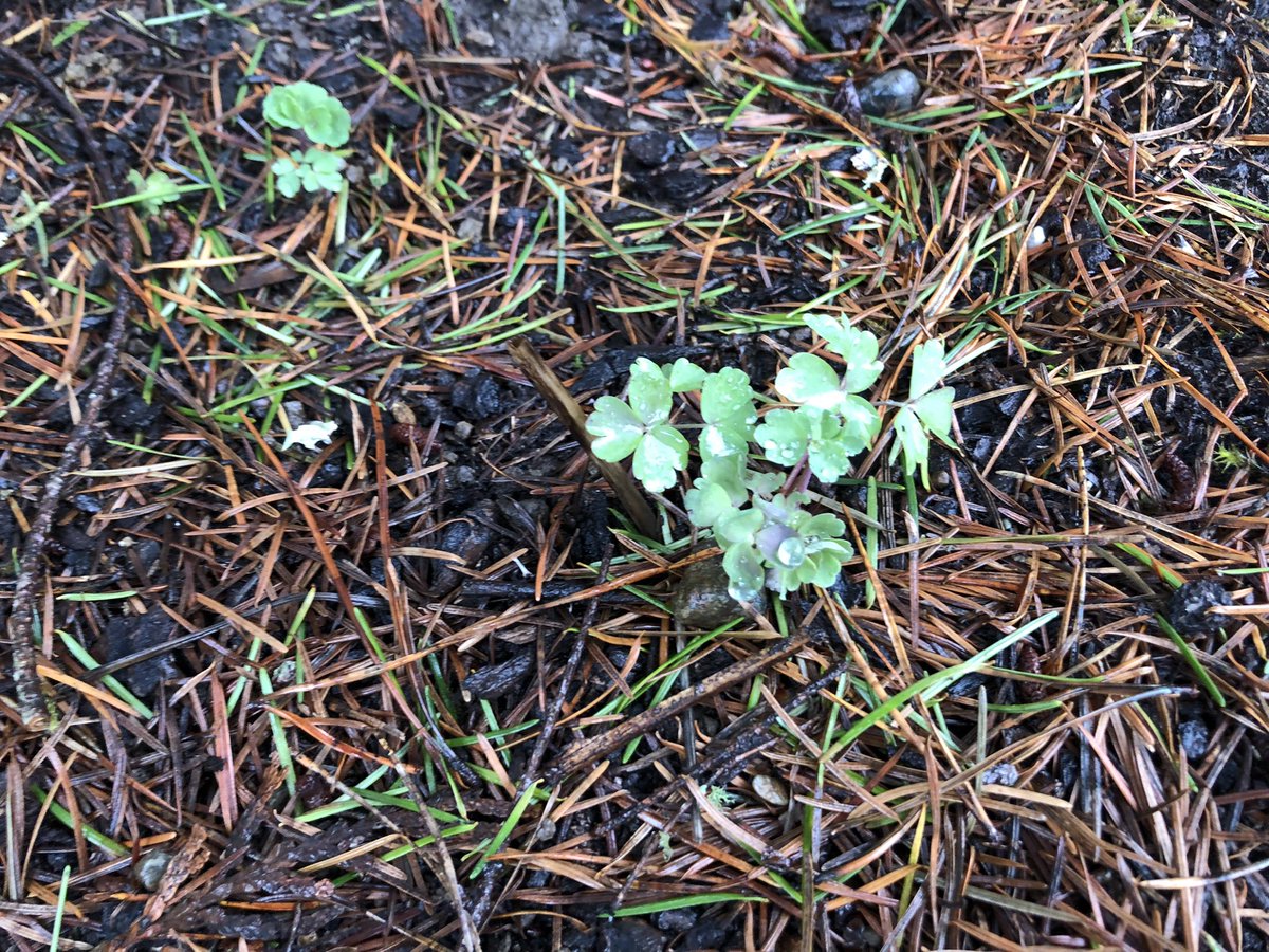 Trillianne's tweet photo. SproutWatch 2022:. Nubs of dads and crocuses and one very adventurous Columbine https://t.co/jiNvdJ9LLX