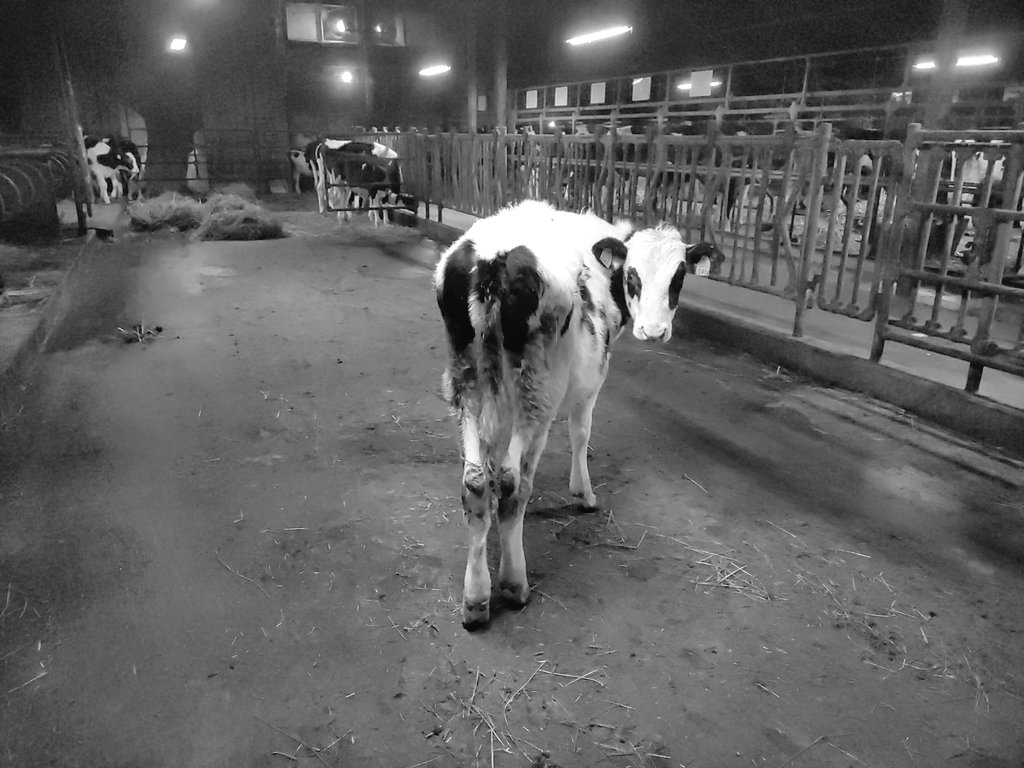 holstein5640's tweet image. １人ポツーンと残る牛
他の牛たちは別の区画にいってるのに。。。