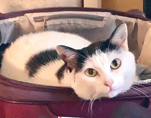 TheCatsMeowInc's tweet image. Every Thursday we Tweet about shy Elizabeth Taylor who has been overlooked for adoption for seven years…

We look forward to when she finds her #foreverhome 🏠❤️🙏

#forgottensoulshour #cats #CuteCats #AdoptDontShop #cat #LosAngeles #adoptme #Hollywood