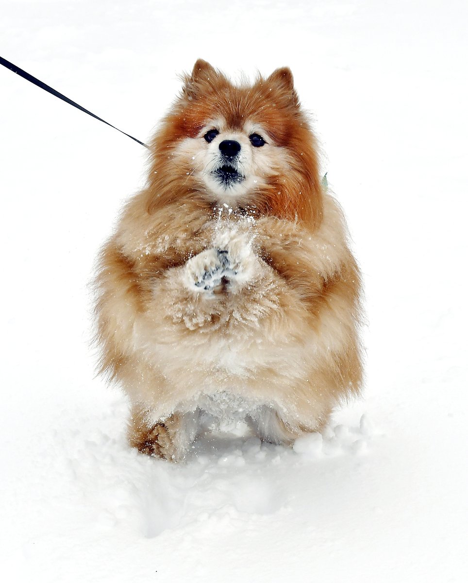 Charlie Brown, a 13 year-old Pomeranian, has fun in the snow as he barks at the passing snowplow in Chesterfield Thursday.