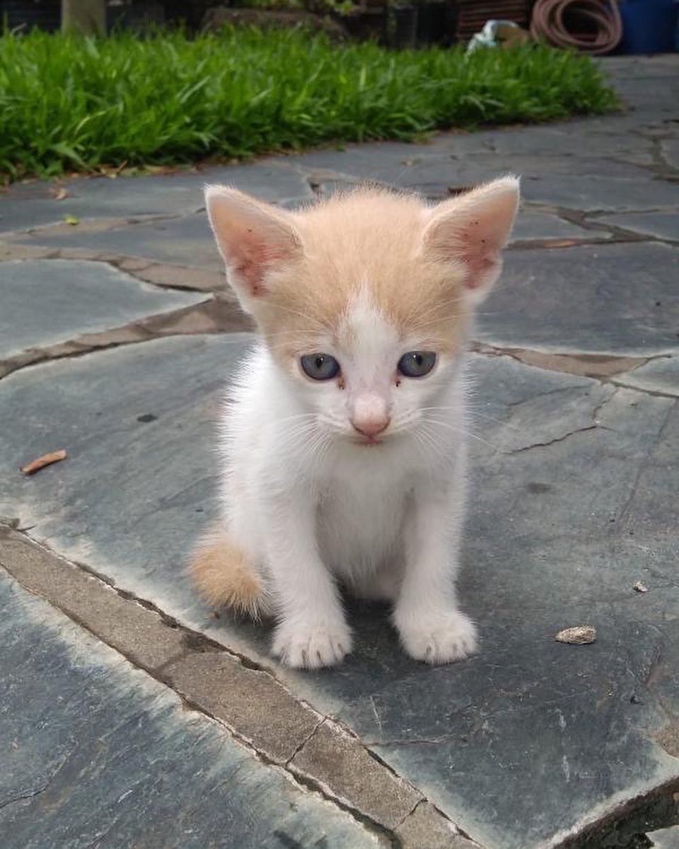 buenosairexdata's tweet photo. young lean / gatito en adopción responsable 🌠📲  // alguien lo dejo en la basura, necesita un 🏡 es super bueno y mimoso  come solito y utiliza piedras sanitarias // difundan porfavor 🙏🏻 https://t.co/Csgl0GyXp5
