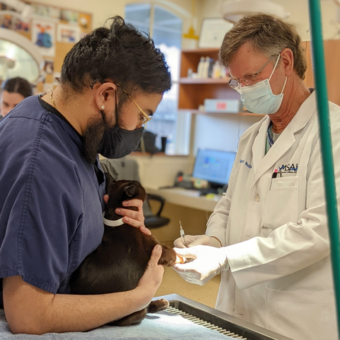 MSAH101's tweet photo. February is National Pet Dental Health Month, so Lwi is about to get his toofers cleaned. Call us to schedule a cleaning for your pet today! #msah101 #NationalPetDentalHealthMonth #toofers https://t.co/8oOJ2DM3o6