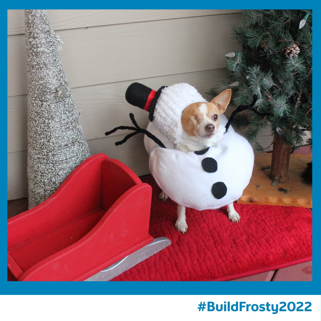 Meet "Sparrow." All dressed up like Frosty for the Broken Promises Rescue. A volunteer-run, not-for-profit animal rescue organization. Retweet this post to vote &amp; help <a href="/BPRAnimalRescue/">BrokenPromisesRescue</a> win a donation from us. Visit Link in Bio for more details. #ShawSpotlight #BuildFrosty2022
