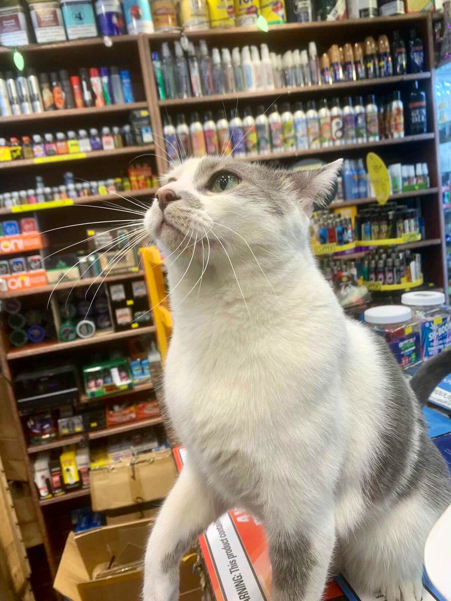 Bodegacats_'s tweet photo. https://t.co/P63icfttNa