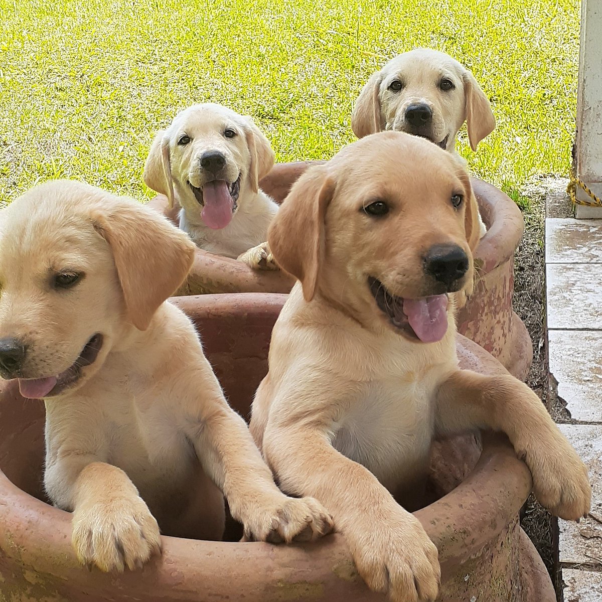 #adorablepuppies in a big pot.
#DoalnaraOasisFarm@mogidascruzes.