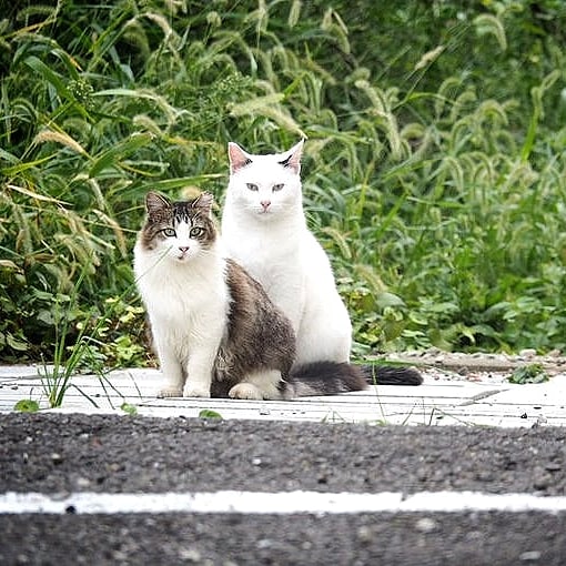 記念写真🍃🐈️🐈️🍃