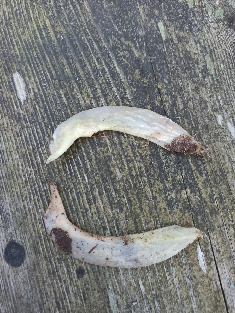 AlMittnik's tweet image. Calling #zooarch and #ornithology Twitter to help me ID these bones. Found in northern Germany, about 8cm in length.
