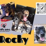 Photo by Muddy Paws Second Chance Rescue (@muddypawsNE)