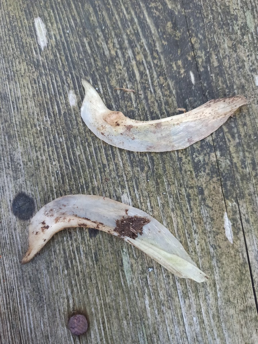 AlMittnik's tweet image. Calling #zooarch and #ornithology Twitter to help me ID these bones. Found in northern Germany, about 8cm in length.
