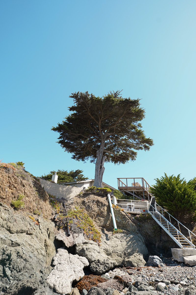 JaxonMoore's tweet photo. Happy Twitter Anniversary to me, here’s a picture of a tree!😄👍🏼 https://t.co/ghoqt9so19