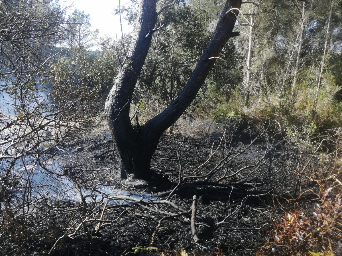 xarxaforestal's tweet photo. A Balears aquesta època de l'any pots cremar amb precaució restes vegetals en zones agrícoles
Però, per a ús del foc en terreny forestal necessites autorització prèvia @cmat_ib, perquè el perill d'incendi forestal és real
#IFCanJosepet
Prevenir és actuar
https://t.co/X3FLCsDO3A https://t.co/NAq41IKg0m