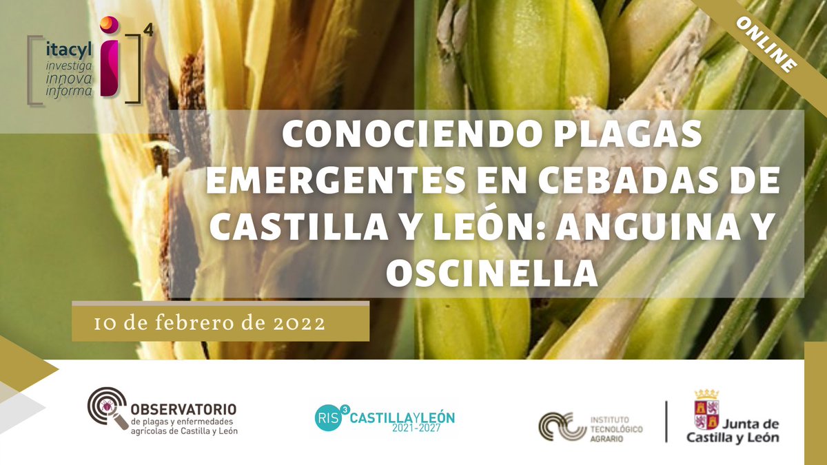 ITACYL's tweet photo. 📢📢📢 Vuelven nuestras jornadas divulgativas en el marco del programa #I4 #ITACyL, Investiga, Innova Informa 

🎑 #Plagas emergentes en #cebadas en Castilla y León: anguina y oscinella 
📅 jueves 10 de febrero 
✍https://t.co/3TP8yXFuBS️ https://t.co/udtCLAEjW6