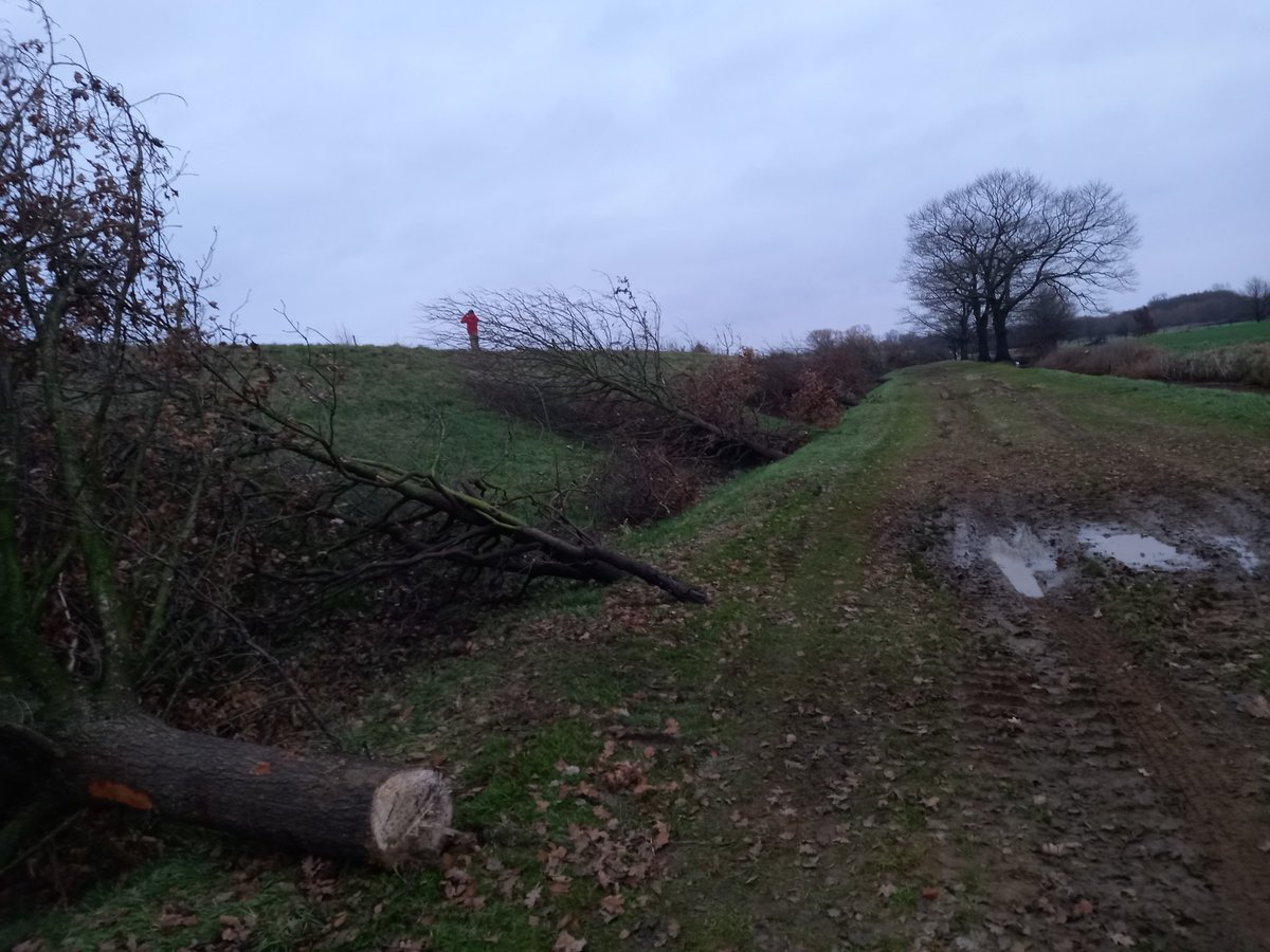Schulensbroek: weer een groot aantal bomen gehakt🙉, wanneer stopt de waanzin??😡