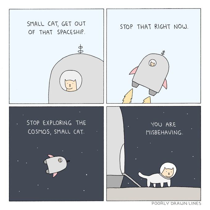 bad small cat 