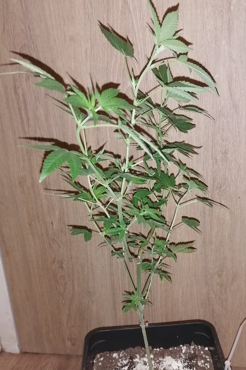 JuleedKush's tweet photo. Sativa dream de chez @KannabiaSeeds , 2 mois de croissance sous CFL 200W, en pot de 6 litre actuellement https://t.co/yKJrPO1LjU