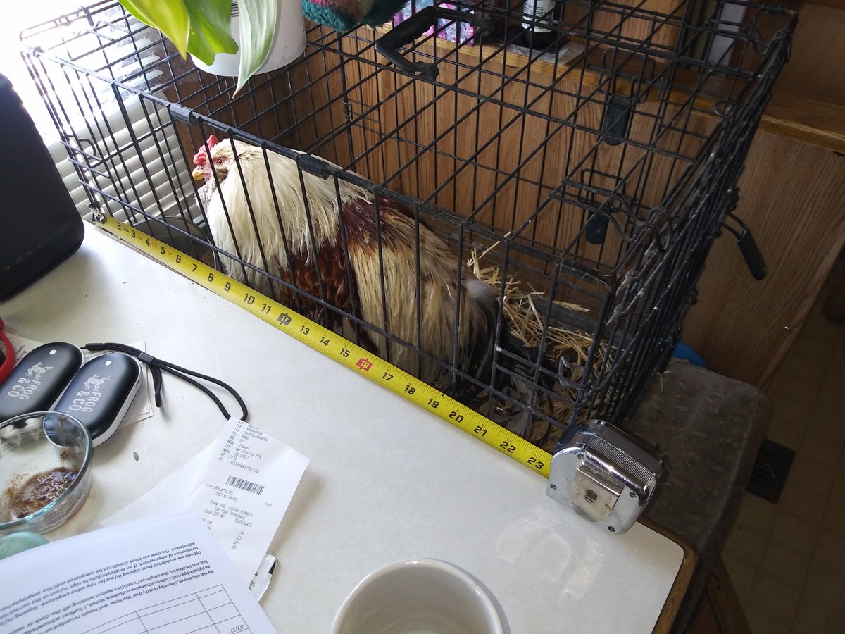 TheLibertysmith's tweet photo. Very large Ameraucana/Easter Egger roo needs large #Ameraucana #EasterEgger hens. https://t.co/kZLvT4hANg