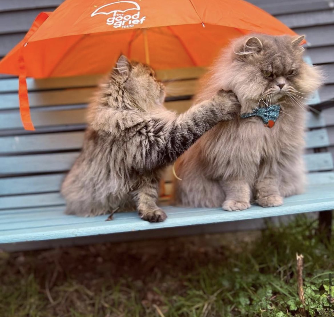 The Good Grief Trust tweet media