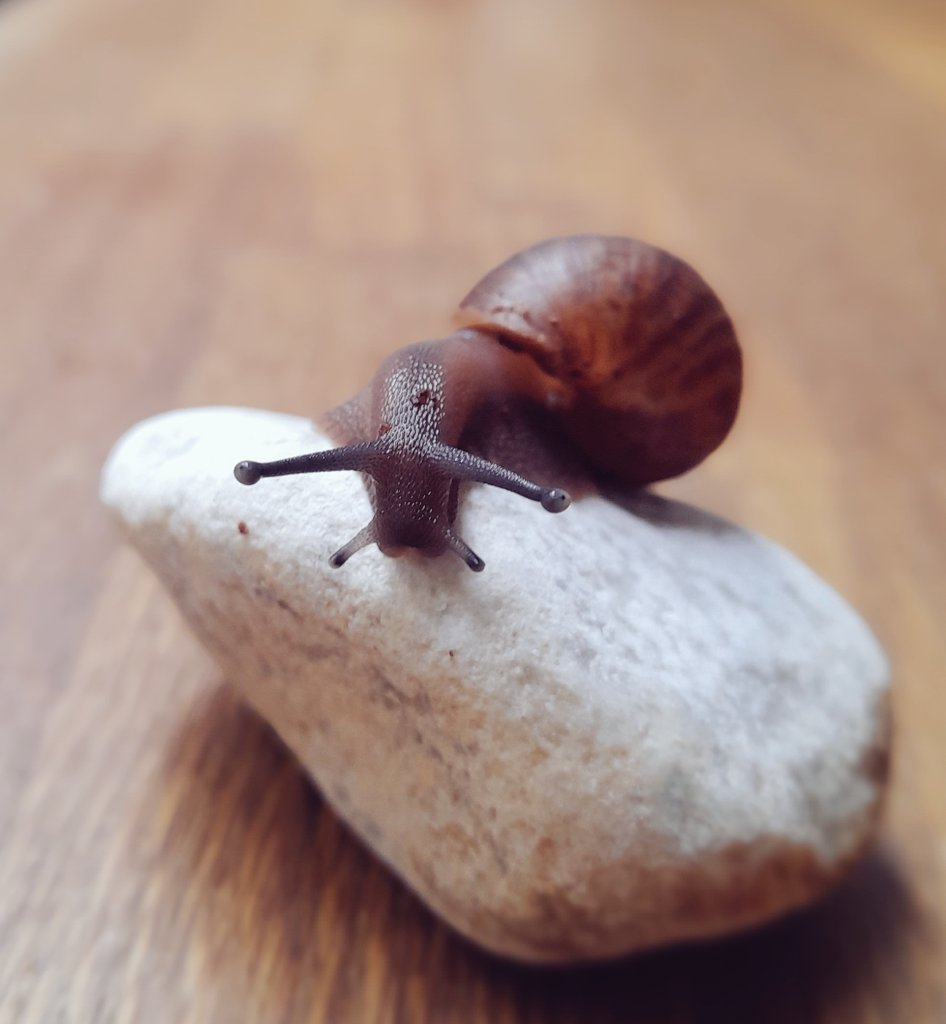 aariquin's tweet photo. My cute lil snail babies posing for the camera ❤️
~ <3
#cute #pets #animals #adorable #tiny #exotic #invertabrate #Small #photography #photo #animal https://t.co/gsbNumRIe8