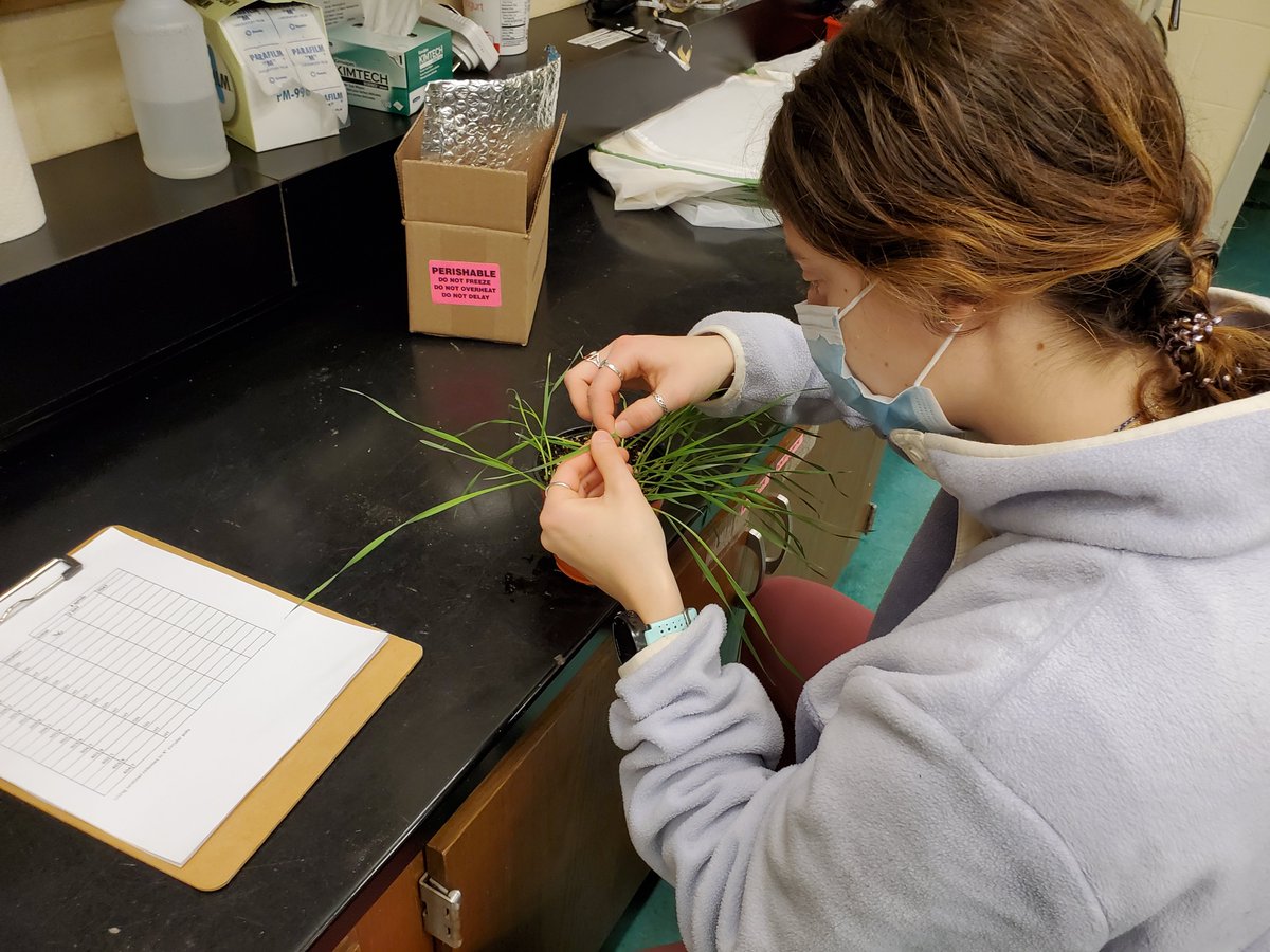Oooooooo! We're starting very small (counting aphids on sentinel wheat grass) but I am so excited to start the field season! We'll be using these sentinel colonies to answer many questions about using biocontrols in high tunnel vegetables <a href="/USDA_NIFA/">NIFA</a> <a href="/NH_AES/">UNH Ag Research</a> <a href="/Ingwell_vegIPM/">Laura L Ingwell</a>
