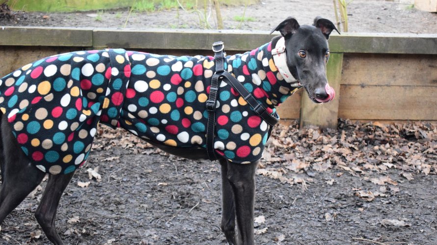 Bart is a lovable and easy going #Greyhound who needs  a home. He has shown great social skills with people and is happy to interact with other #dogs. He's smart and has had lots of fun solving food puzzles. Currently in <a href="/Battersea_/">Battersea</a> Community #Guildford 💙battersea.org.uk/dogs/bart?filt…