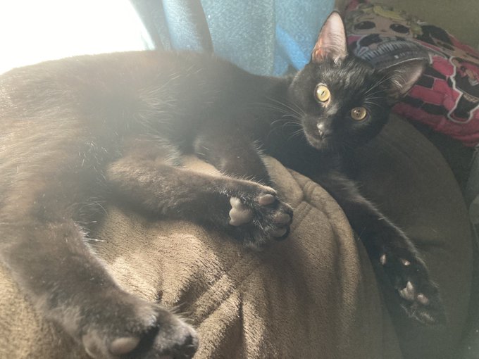 This is one of my furry babys. He so sweet but can also be mean. https://t.co/cD3RJH6hcD<a href="/tag/newprofilepic"class="tags"><span>#newprofilepic</span></a>