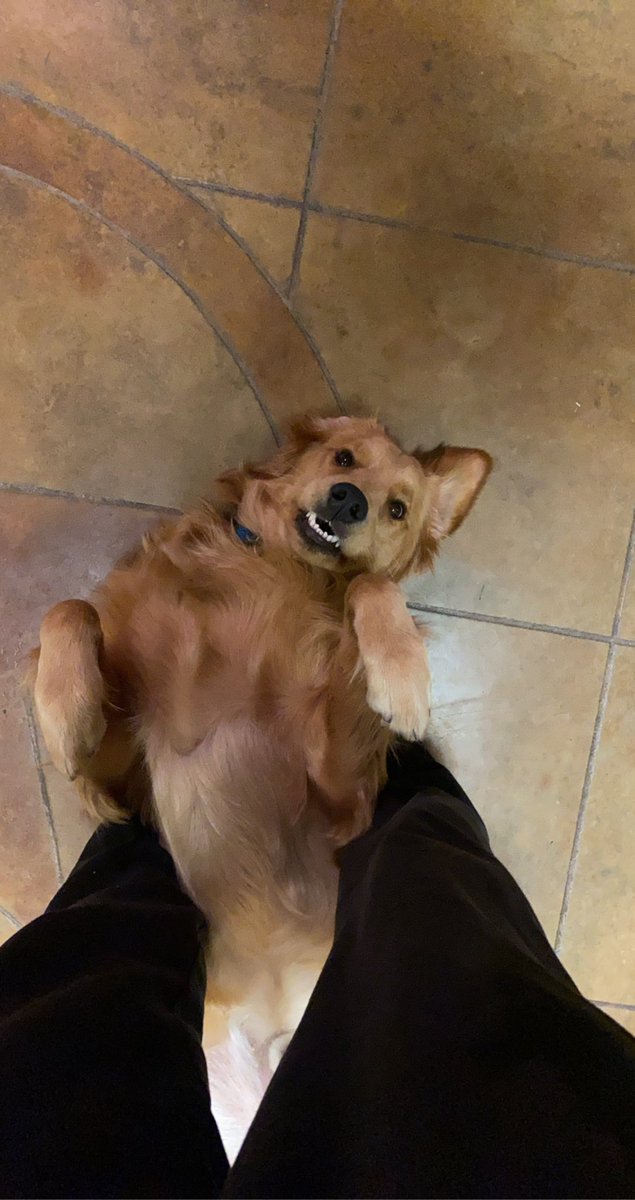 y_chano_'s tweet photo. ZENO 🖤 #nationalgoldenretrieverday https://t.co/SOA2LAbAa7