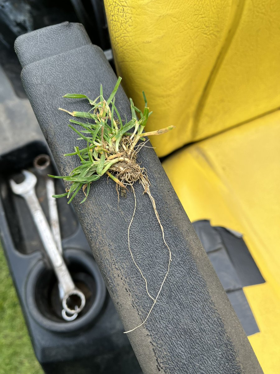 dcb151's tweet image. Decent roots on this bit of Poa I picked out the square earlier 
Who said it was shallow rooting!!