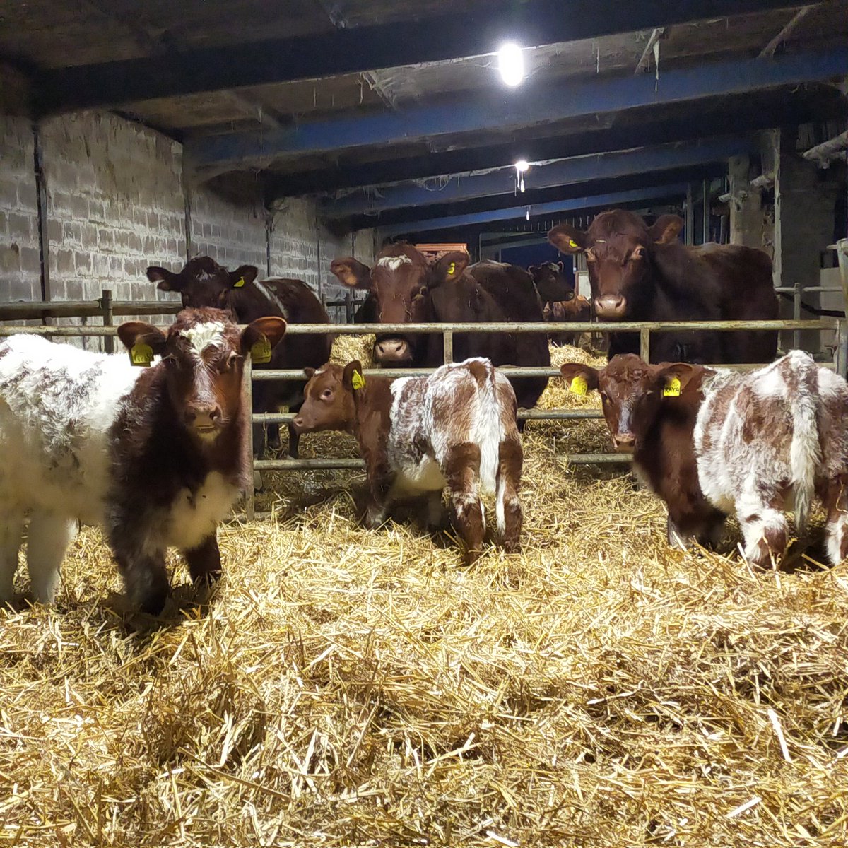 oakespedigrees's tweet photo. Current generation behind the gate looking at the next generation π₯° @Beef_Shorthorn #beefshorthorns #calves #nativebred #pedigrees https://t.co/6hQo96KtQT