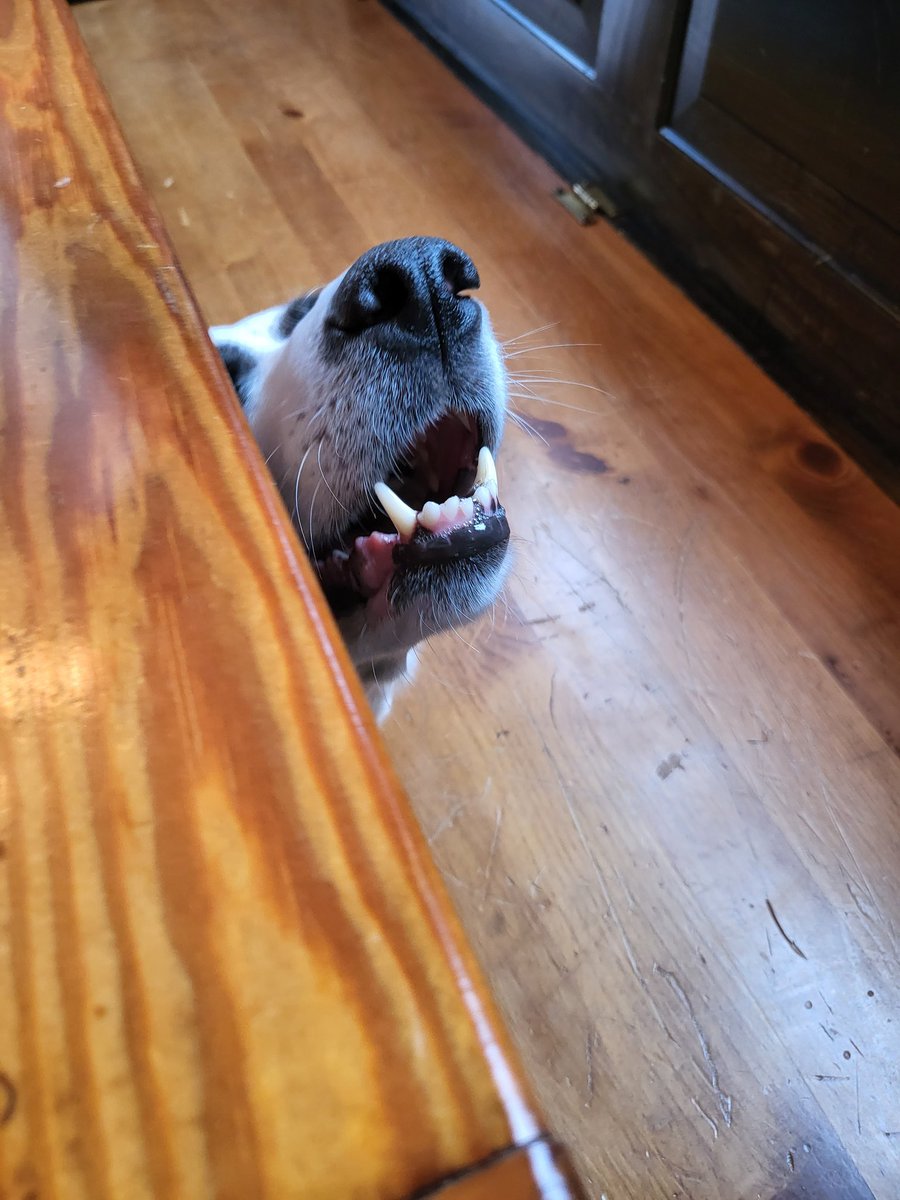 animalsofgb's tweet photo. snackies?? https://t.co/PoeVsZ11J7