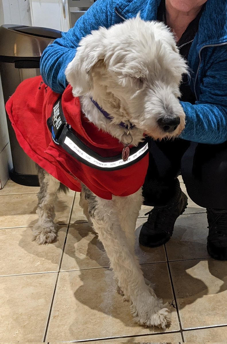 CookermanDave's tweet photo. Really hard evening as we have just said goodbye to Molly at the foot of the rainbow bridge.....run free with Holly and Kai till we meet again XXX https://t.co/LI6pNXx5Qt