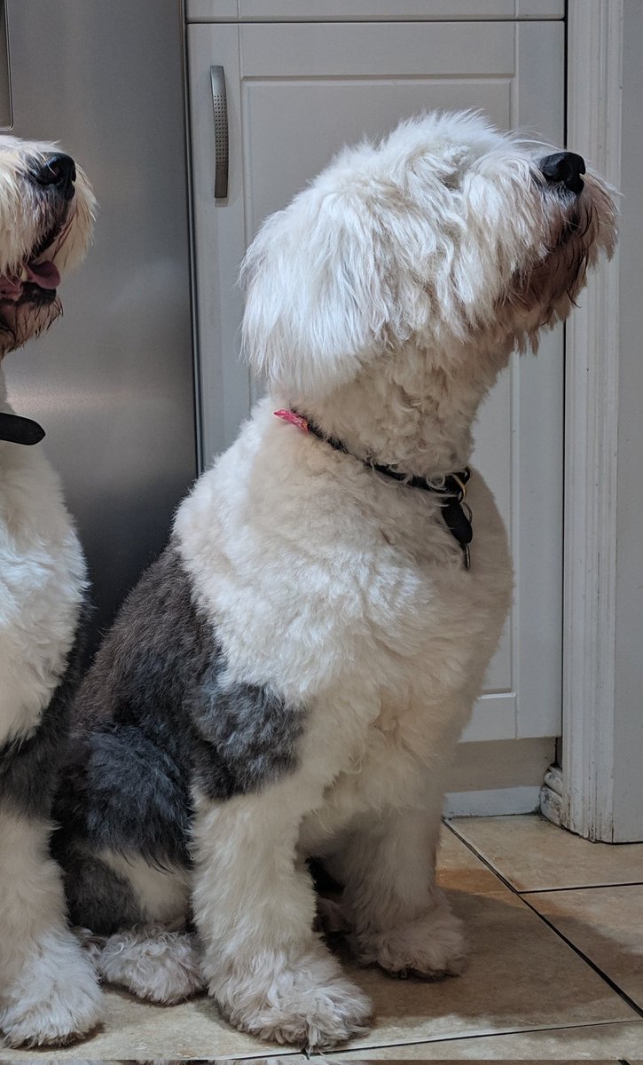 CookermanDave's tweet photo. Really hard evening as we have just said goodbye to Molly at the foot of the rainbow bridge.....run free with Holly and Kai till we meet again XXX https://t.co/LI6pNXx5Qt