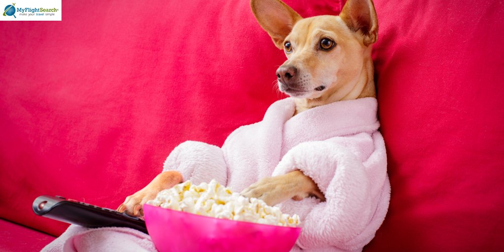 myflightsearch's tweet image. Like if your weekend plan is to binge watch and chill
#cutedogs #travel #idreamoftravel #myflightsearch #bingewatching #bingewatch #chill #weekend #weekendvibes #weekendmood #friday