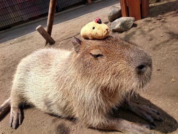 CapybaraCountry's tweet photo. He is not entertained https://t.co/XQW2I0NThg