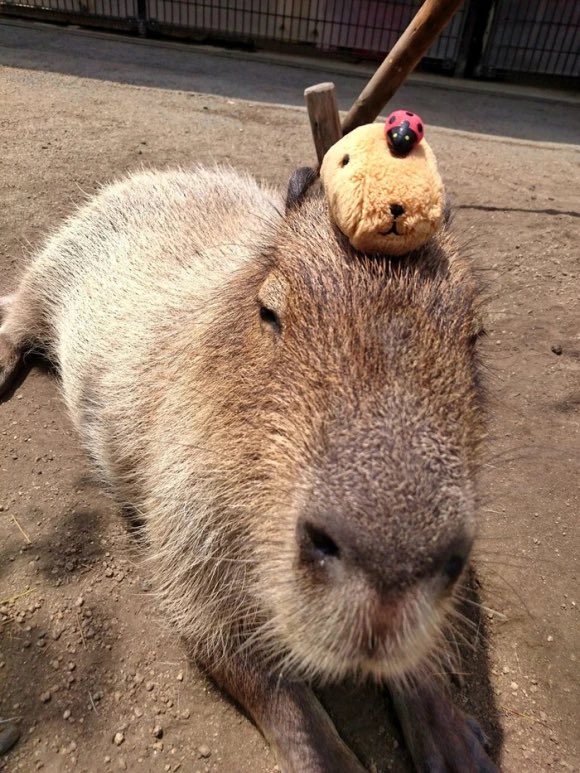 CapybaraCountry's tweet photo. He is not entertained https://t.co/XQW2I0NThg